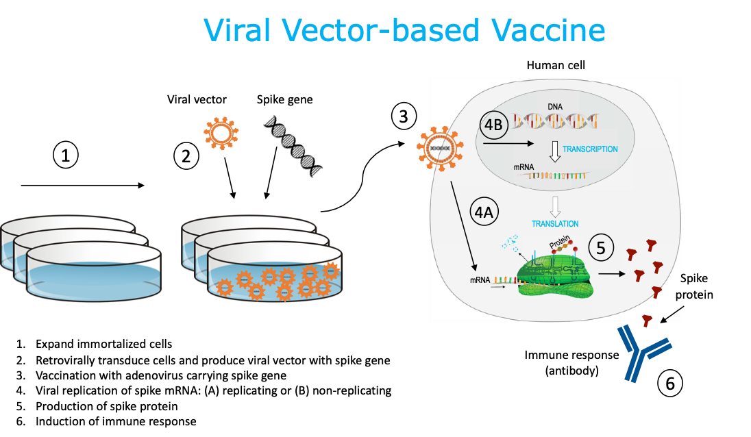 Virus vaccine. Viral vector vaccine. Viral vector. Векторные вакцины. Векторные вакцины микробиология.