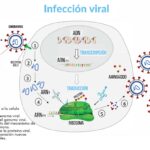 Muestra de la infección viral y la producción de vacunas