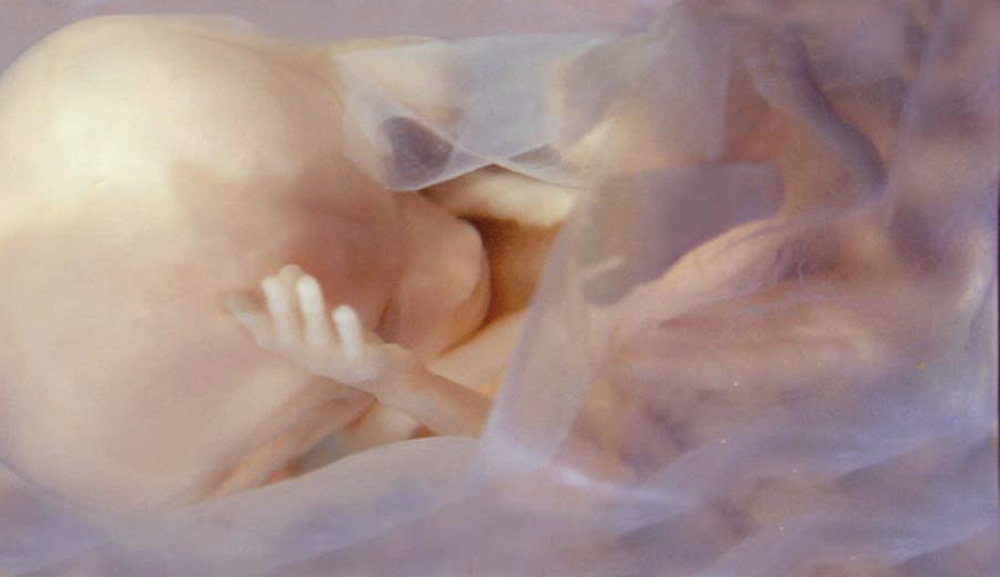 New Report Highlights 15 Facts Science Reveals About 15-Week-Old Unborn Babies