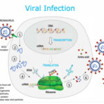 A Visual Aid to Viral Infection and Vaccine Production
