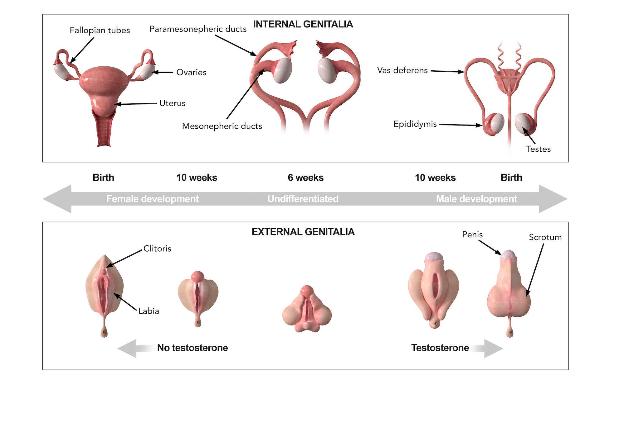 Male Vs Female Development Lozier Institute