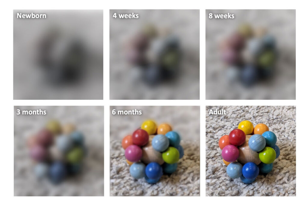 Six images show how newborn senses, especially sight, change from birth to adulthood. The toy starts out very blurry, gradually sharpens with age, and appears clear and colorful in the adult image, illustrating visual development over time.