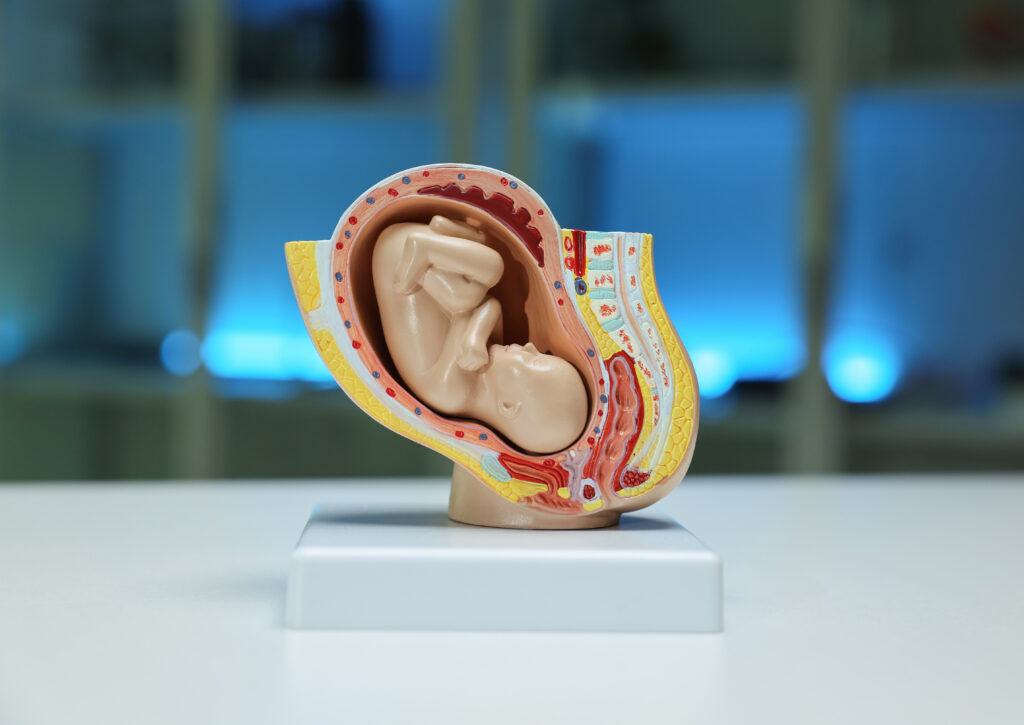 An anatomical model of a fetus in utero used for prenatal education, shown in a cross-section view on a display stand.