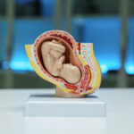 Fact Sheet: Fetal Development Education in the United States