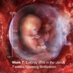 Fact Sheet: Fetal Development Education in the United States